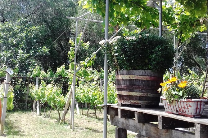 Corfu Sightseeing: Private Shore Excursion With Lakones - Tour Overview