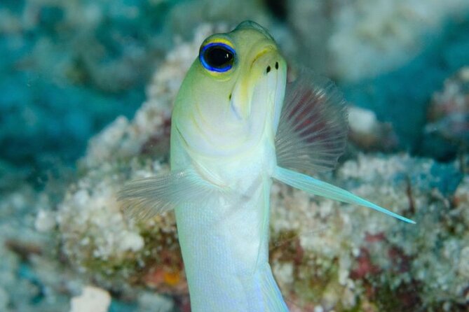 Costa Maya Discover Scuba Diving in Mahahual - What Is Discover Scuba Diving?