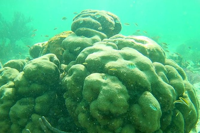 Costa Maya Snorkel Boat Tour and Beach Club Visit - Tour Details and Inclusions