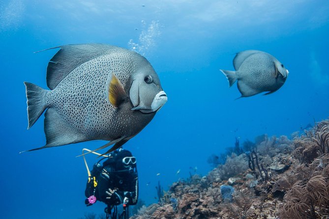 Costa Maya Two-Tank Dive For Certified Divers - Tour Overview