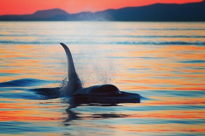 Cowichan Bay Half Day Whale & Wildlife Adventure - Overview and Experience
