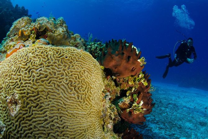 Cozumel 3-Hour Certified Scuba Diving Tour With Two Tanks - Inclusions and Equipment