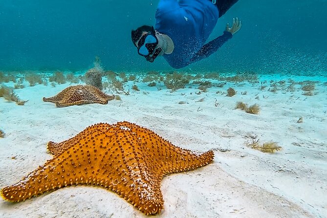 Cozumel Snorkeling in Turtle and Starfish Sanctuary - Exploring the Turtle Sanctuary