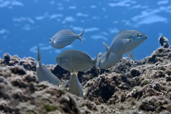 Crete Introductory Scuba Diving Experience - Pricing and Value