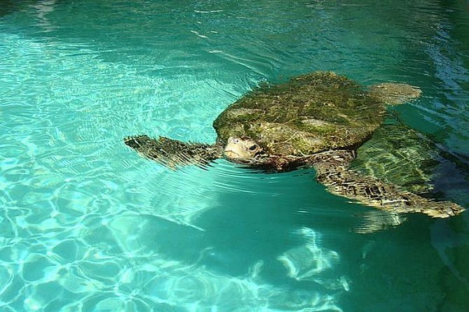Crystal Caves, Aquarium, City of Hamilton and Ferry - Tour Overview and Inclusions