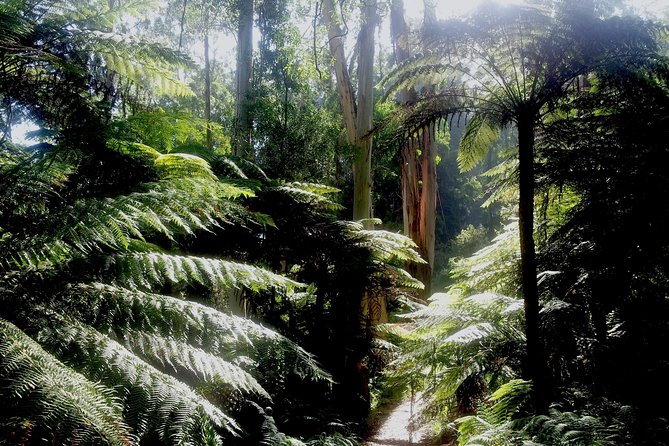 Dandenong Ranges Private Day Tour - Pricing and Booking