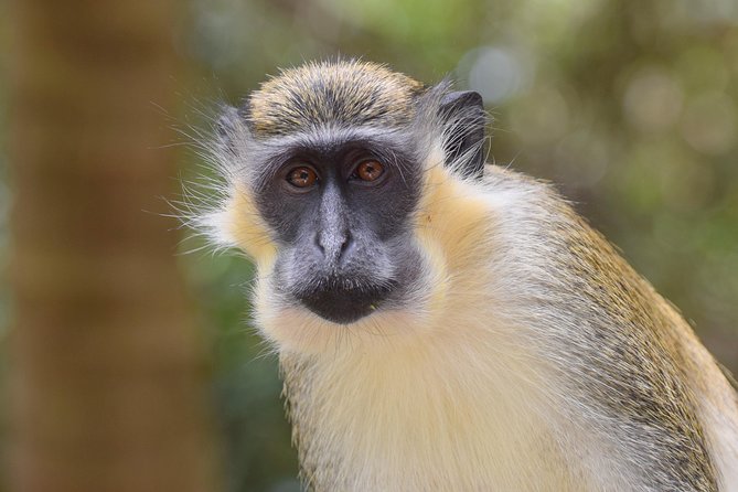 Day Tour Including Harrisons Cave St. Nicholas Lunch and Monkeys - Lunch and Local Cuisine