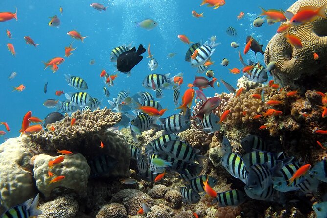 Day Tour To Nha Trang Coral Reef With BBQ Lunch & Mud Bath - BBQ Lunch by the Beach
