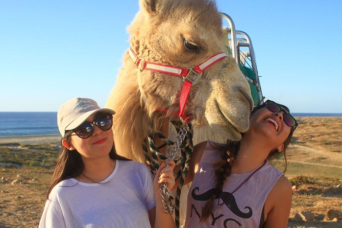 Desert & Sea, Camel Safari Tour in Los Cabos With Lunch - Tour Highlights
