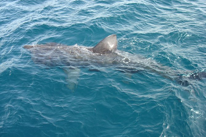 Dingle Boat Tours Wildlife RIB Adventure - Directions