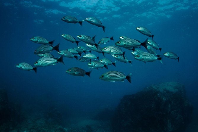 Discover Scuba Diving - Overview and Benefits