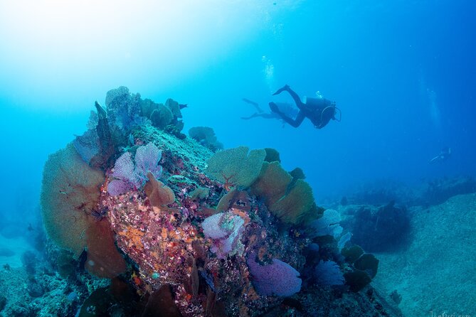 Discover Scuba Diving Cabo San Lucas Marine Park - Explore the Underwater Wonders of Cabo San Lucas