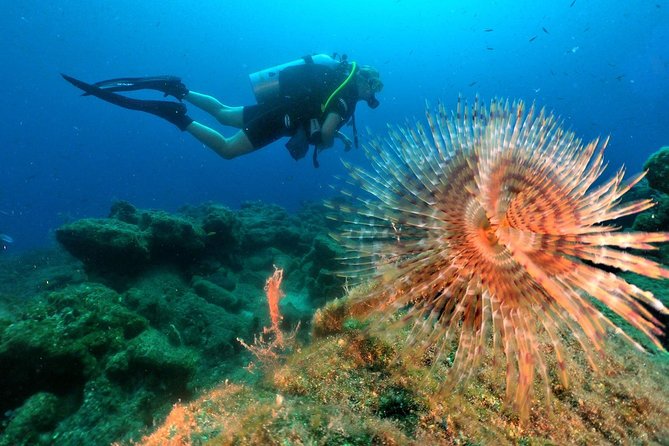 Discover Scuba Diving From Kusadasi / Selcuk Hotels - Cancellation Policy Details