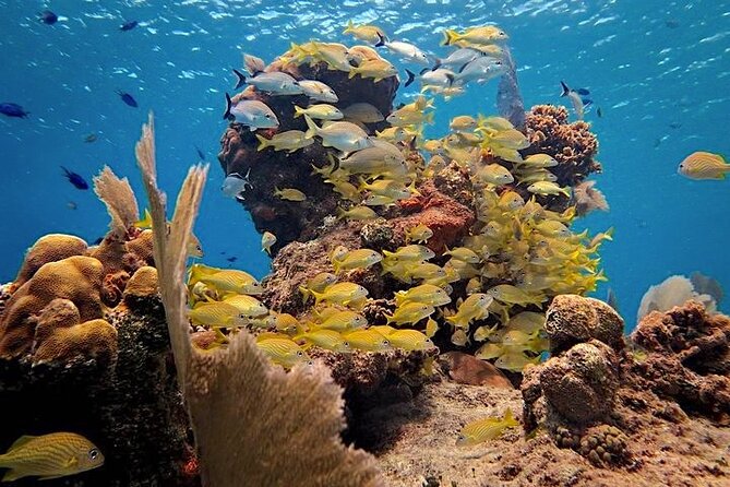 Discover Scuba Diving in Cozumel Paradise Reef - Overview and Details