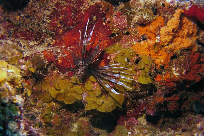 Discover Scuba Diving in Curacao - Inclusions and Equipment Provided