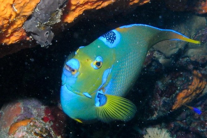 Discover Scuba Diving in St Thomas - Positive Reviews and Recommendations