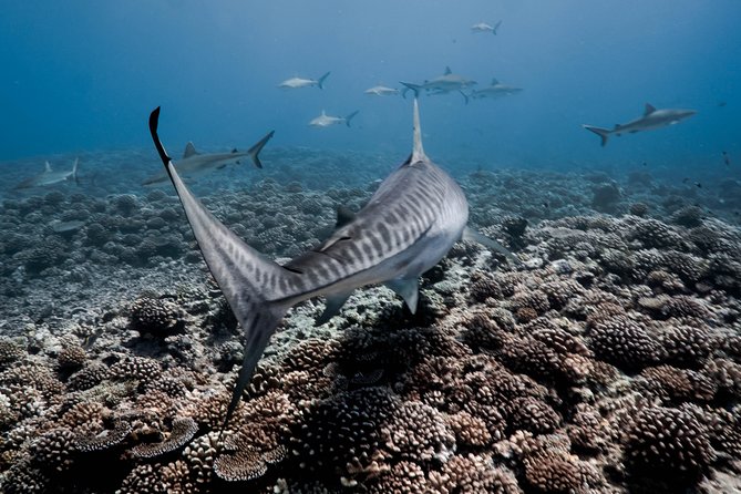 Dive With the Sharks, Moorea and Tahiti - Tour Details