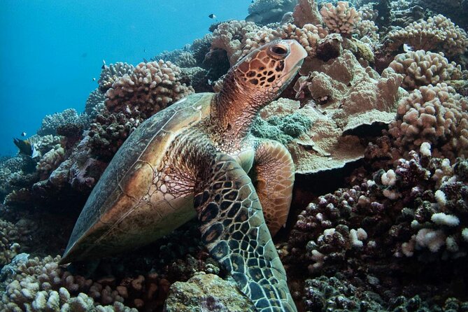 Diving Day - Review 1