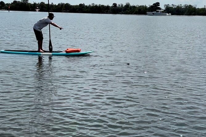 Dolphin and Manatee Adventure Tour of Merritt Island - What To Expect