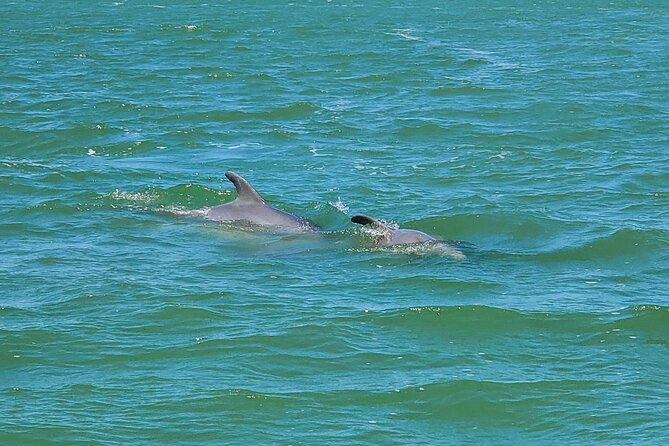 Dolphin and Sightseeing Tiki Cruise - Tour Overview