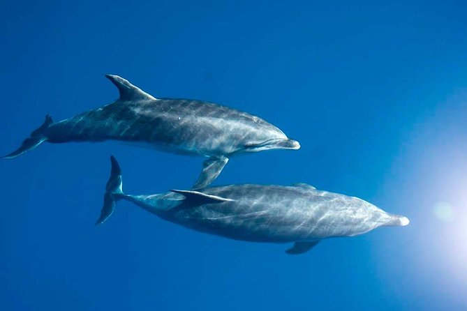 Dolphin and Whale Watching by Flipper in La Palma - Meeting and Pickup