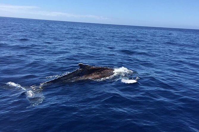 Dolphin and Whale Watching in La Restinga - Atlantic Ocean Excursion