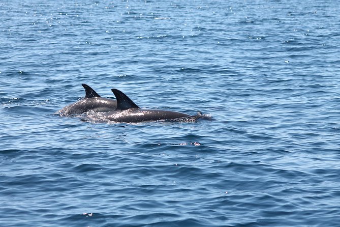 Dolphin Discovery - Booking and Confirmation Details