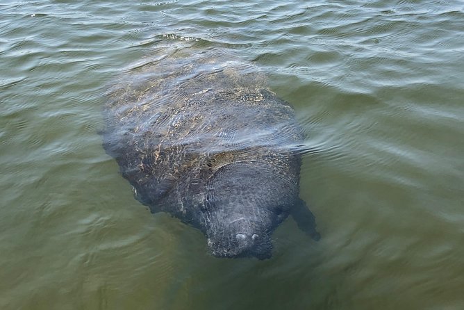 Dolphin & Manatee Watching Stand Up Pedalboarding Tour - Tour Overview and Highlights
