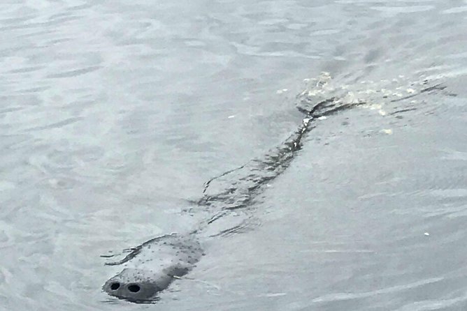Dolphin Tours Along and Near the Beautiful Indian River Lagoon - Overview and Inclusions