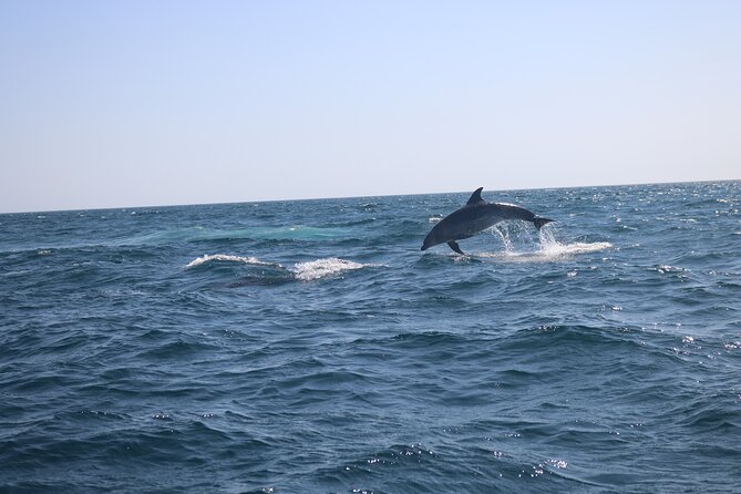 Dolphin Watch & Benagil Caves Boat Tour With Biologist Guide - Important Tour Details