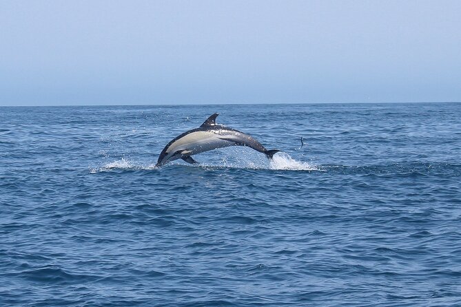 Dolphin Watching Along the Algarve Coast - Inclusions