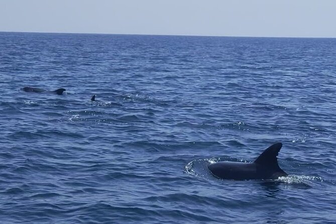 Dolphin Watching and Boat Tour in Sesimbra - Dolphin Watching Experience