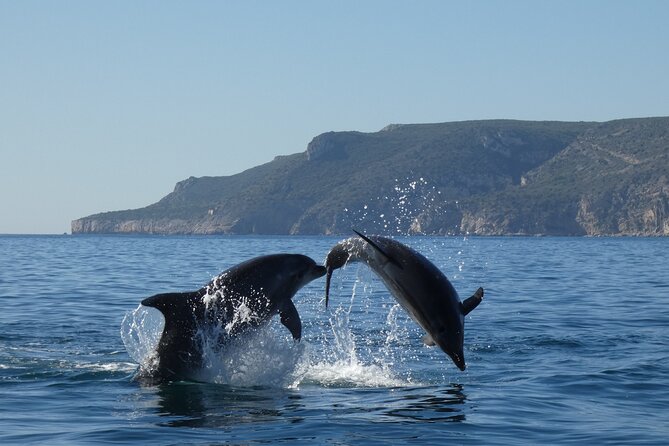 Dolphin Watching and Tour in the Arrábida Natural Park - Reviews