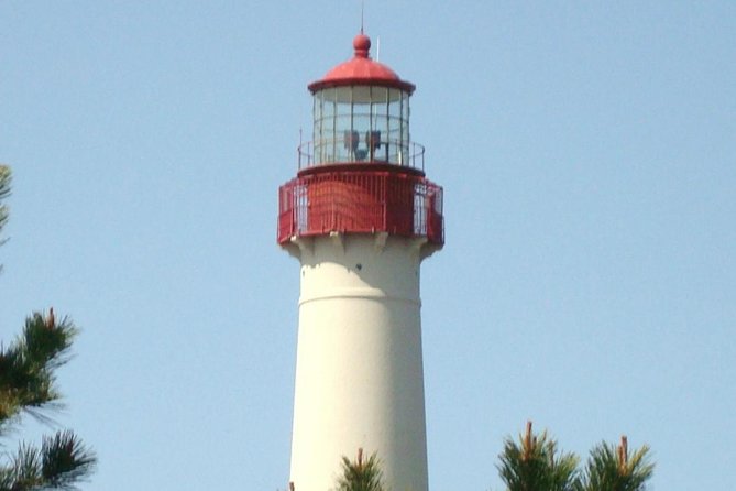 Dolphin Watching Around Cape May - Best Time for Dolphin Watching