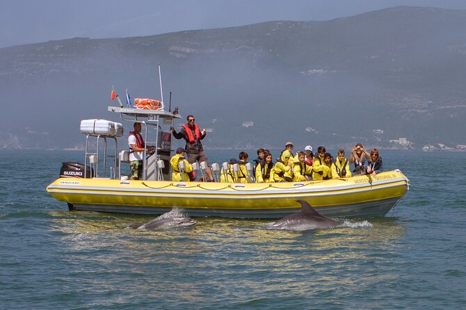 Dolphin Watching at the Arrabida (Lisbon Region) - Pricing and Booking Details