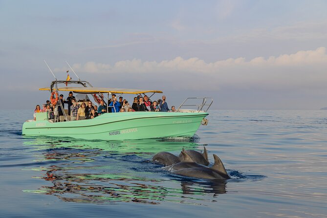 Dolphin Watching by Boat - Operator and Maximum Capacity