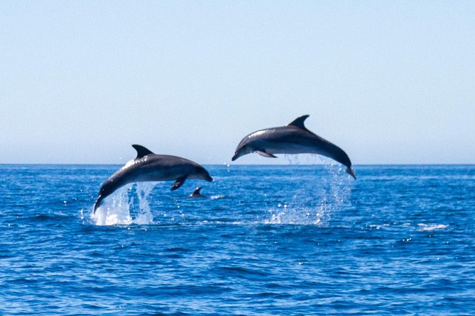 Dolphin Watching From Lagos - What To Expect