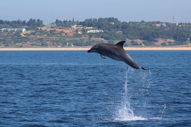 Dolphin-Watching in Marina De Lagos - Viator Help Center and Product Code