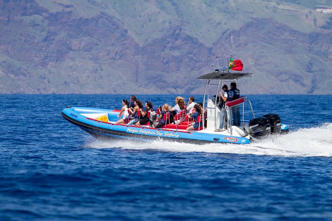 Dolphin - Whale - Turtle - Bird Watching - Trip Experience Highlights
