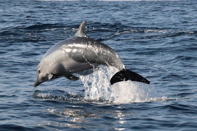 Dolphin & Whale Watching - Best Time to Go