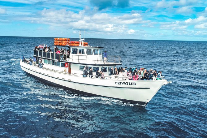 Dolphin & Whale Watching Sunset Cruise - Overview and Experience