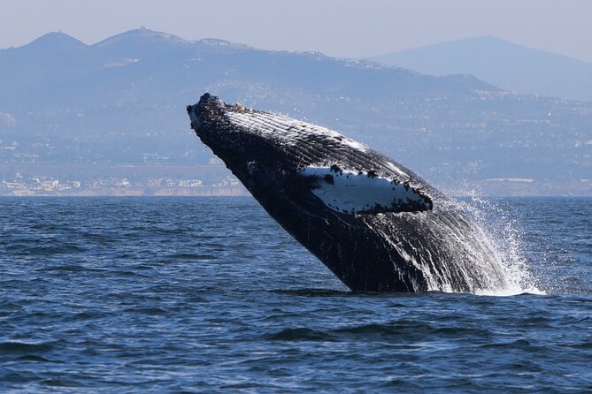 Dolphin & Whale Watching - Overview and Experience