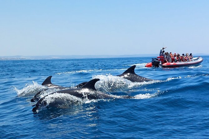 Dolphins and Benagil Caves From Albufeira - Allboat - Inclusions and Logistics