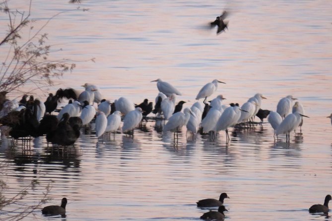 Donana National Park in Two Days From Seville - Overview and Itinerary