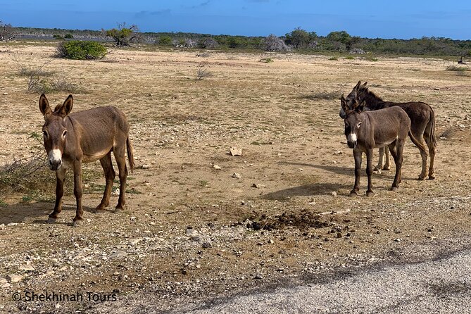 Donkey Sanctuary Tour With a Local Guide - Pickup Details