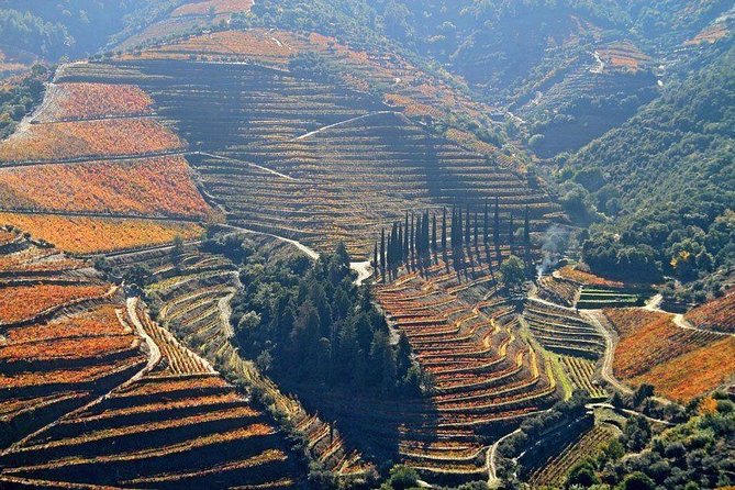 Douro Winery Tour With Cruise and Lunch From Peso Da Regua - Tour Highlights