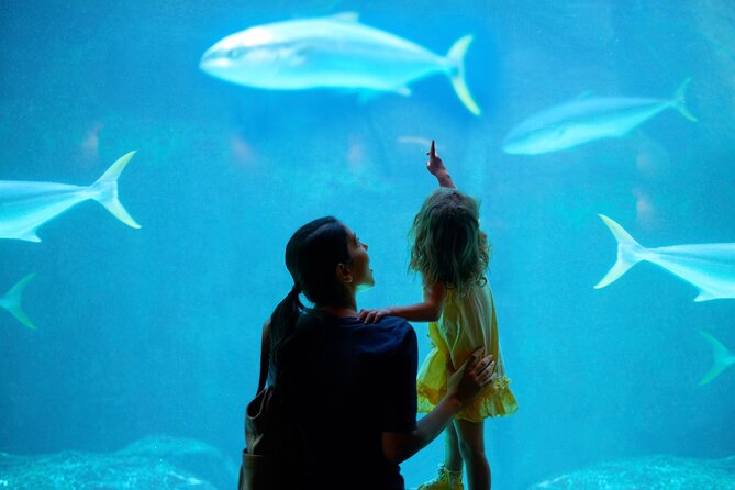 Dubai Aquarium and Underwater Zoo - Overview and Features