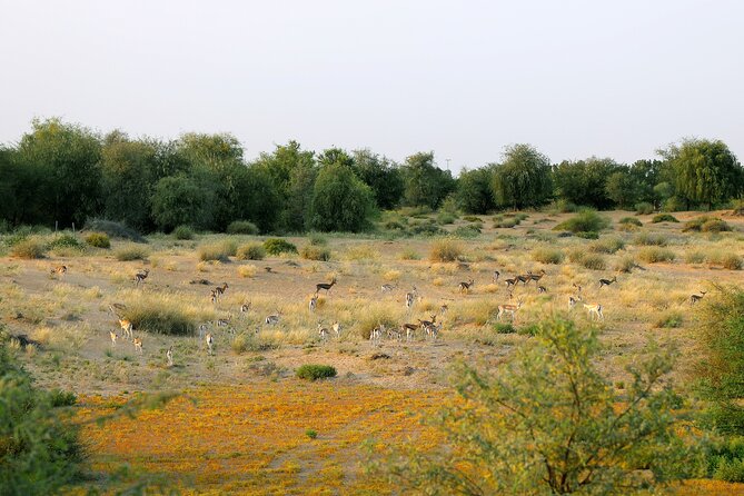 Dubai Evening Heritage Safari by Vintage G Class & Al Marmoom Oasis - Overview of the Experience