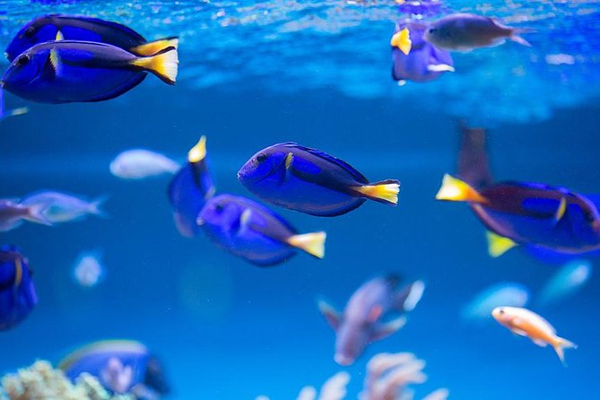 Dubai Mall Aquarium & Underwater Zoo As per Option Selceted - Pricing and Booking Options