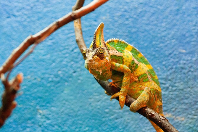 Dublin Zoo Skip-the-line Tickets and Private Transfers - Dublin Zoo Opening Hours